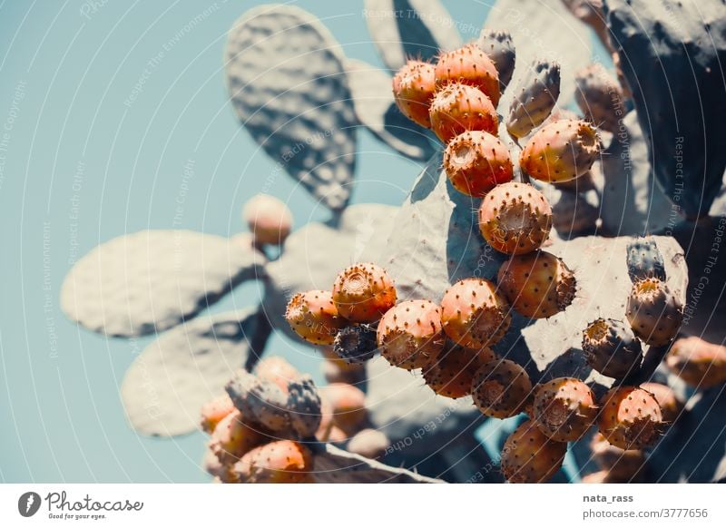 Close up of Prickly pear cactus aka opuntia ficus’indica from Calabria toned in modern contrast gradient botany bush cactaceae cacti calabria close closeup