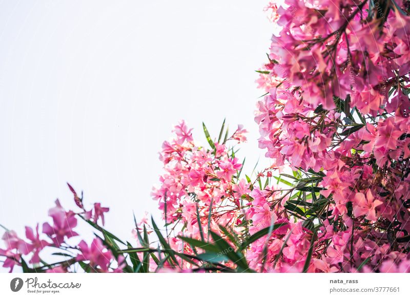 Pink oleander against bright sky with copy space decorative outdoor mediterranean park nerium oleander summer time oleander tree vibrant toxic summer flower