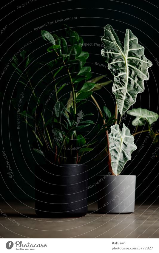 Houseplants in studio lighting plant photography green leaves plant home decoration garden room greenery indoor garden home gardening big botanical flora leaf