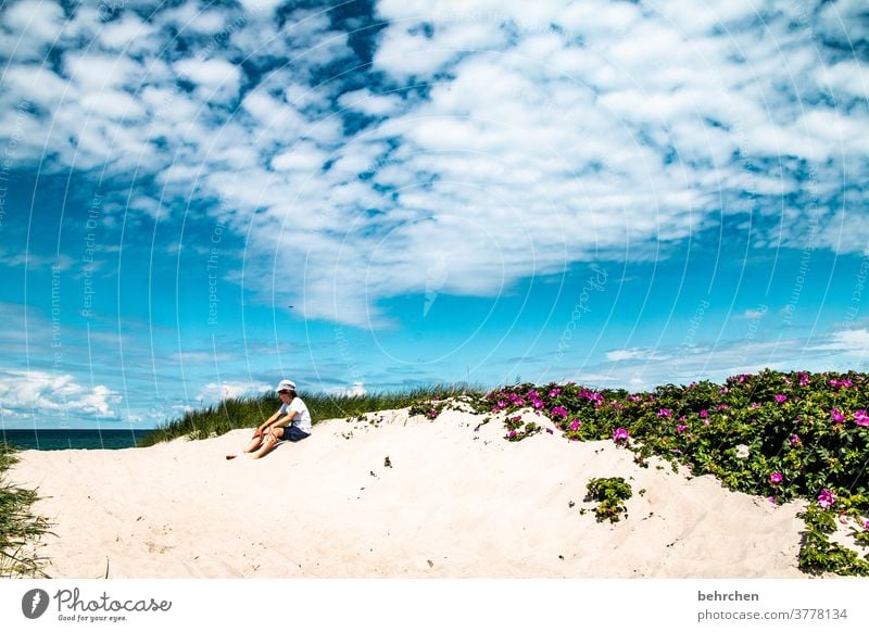 dream beach Beach Ocean duene Darss Baltic Sea flowers Exterior shot Sky Clouds Nature Landscape coast Colour photo Vacation & Travel fischland-darß Relaxation