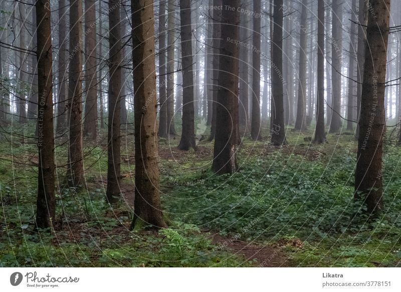 forest in the fog tree Fog To go for a walk Forest forest path out Coniferous forest hike Hiking being out Nature Summer shady Climate Oxygen