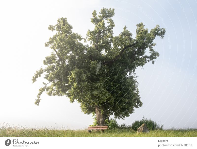 Old stately tree Bench Fog To go for a walk tranquillity resting place Loneliness Nature Love of nature Climate Calm Landscape Relaxation Exterior shot