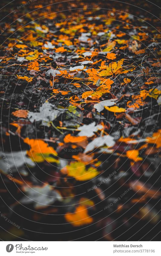 autumn foliage Autumn Autumnal Autumn leaves Autumnal colours Early fall Automn wood Autumnal weather Autumnal landscape Sense of Autumn flaked Deciduous forest