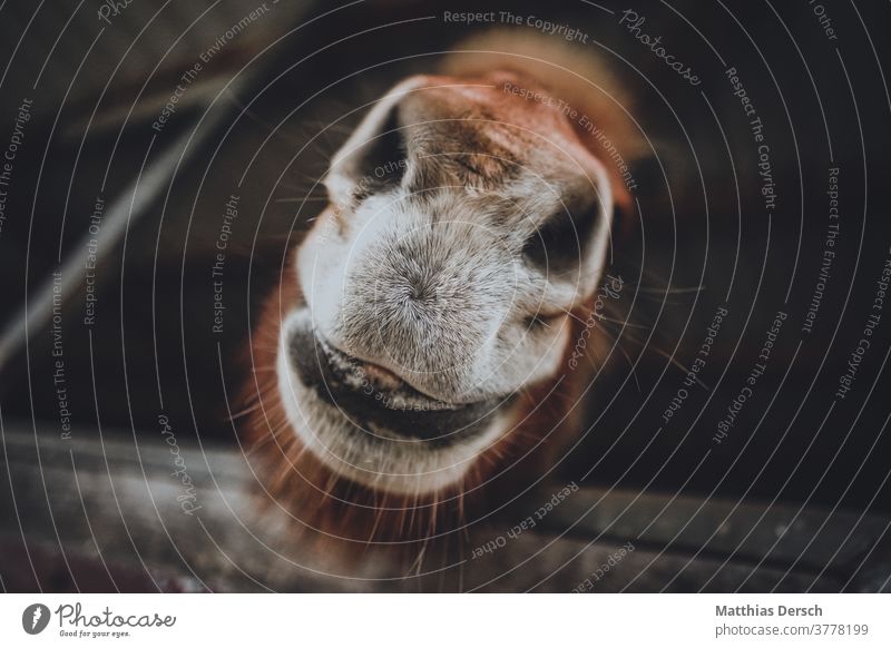 Horse-Schnute in close-up Horse's head Stable equine Horse breeding Mouth Snout Close-up Detail Funny Nose Nostril Animal Love of animals Animal portrait