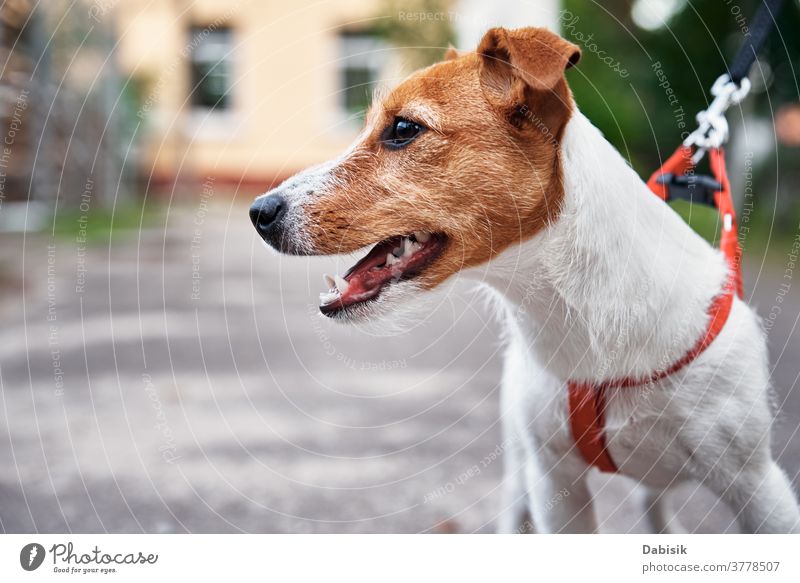 Dog portrait. Jack Russel terrier walk outdoors dog puppy jack russell cute happy pet adorable brown face breed domestic play outside doggy animal fun field