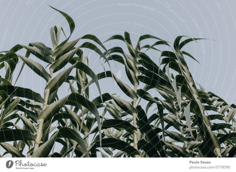 Green leaves arundo donax Arundo donax background Plant fresh Leaf spring leaf nature natural green Nature environment foliage freshness flora Fresh growth