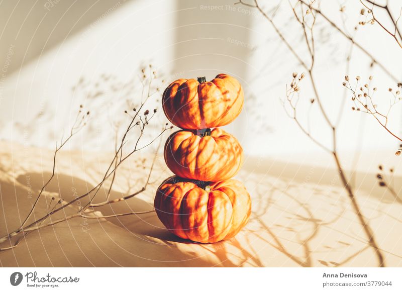 Tiny orange Pumpkins. Autumn concept pumpkin white background autumn shadows seasonal misty celebration decoration holiday nature harvest fall happy october