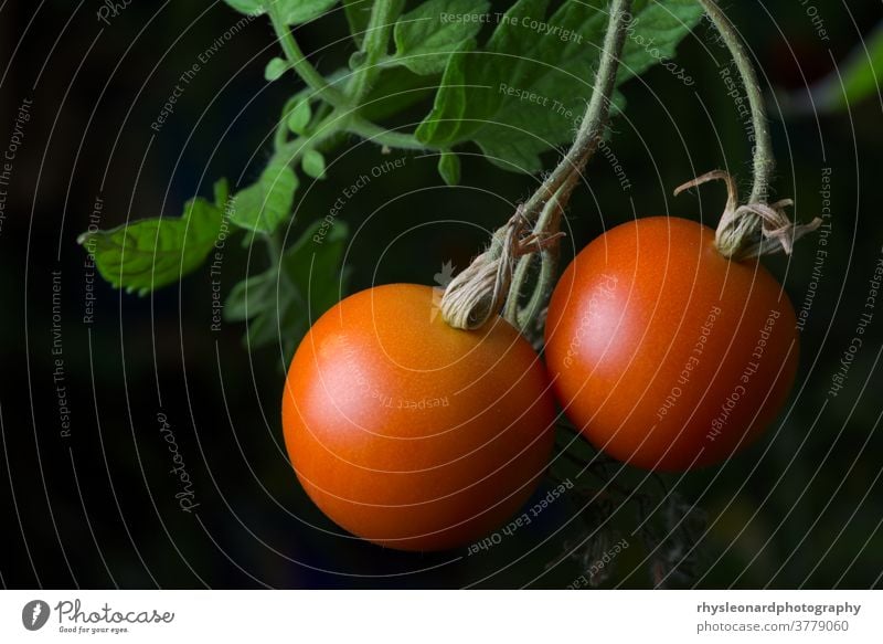 3 - Bright red ripe and ready to eat pair of home grown tomatoes. Red vibrant plant Ripe growing gardening Healthy Eating Fruit Vegetable Freshness Still Life