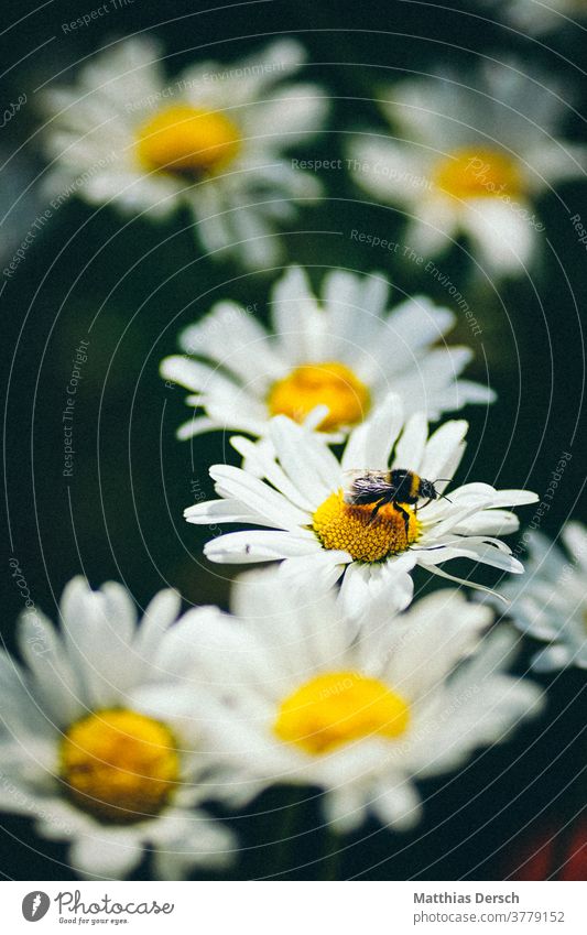 flower dream bleed flowers Garden Detail Plant Nature Close-up Exterior shot Blossoming Summer Colour photo Blossom leave