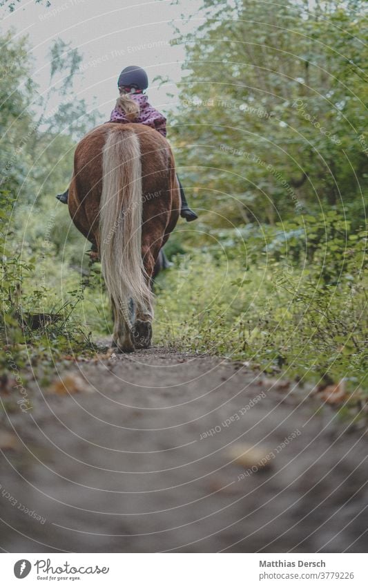 Horse trip Animal Exterior shot Mane Iceland Pony Nature Colour photo Rider Equestrian sports riding excursion