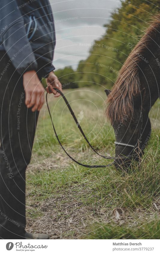 Horse feeds Horse's head Animal Animal portrait Exterior shot Mane Iceland Pony Nature Colour photo