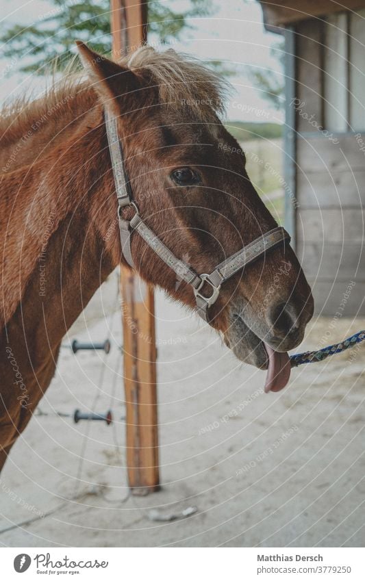 Horse sticks out his tongue Horse's head Animal Animal portrait Exterior shot Mane Iceland Pony Nature Colour photo Tongue show tongue Brash