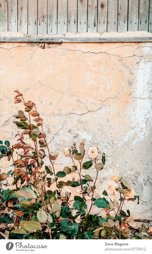 Rose shrub on pastel textured concrete background, fall colors creative still life loral theme unusual fall colors textured background creative styling