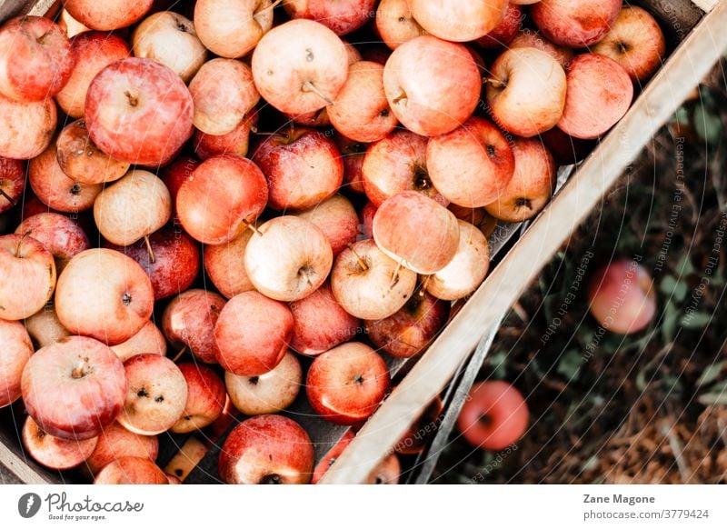 Wooden Crate with fresh picked apples, fall theme crate wooden crate apple tree box apples autumn fruits garden fall fruits local fruits local farming fall mood