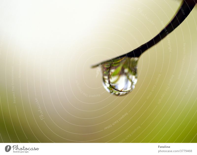 1750 / Once again a drop from the drop aunt - or a raindrop hangs at the tip of a stalk Drop Water Drops of water Wet Rain Plant Close-up