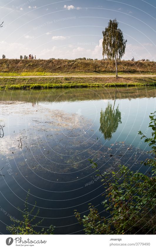 Summer on the Rhine Reflection Tree River Birch tree Landscape Nature Beautiful weather Dike River bank Relaxation