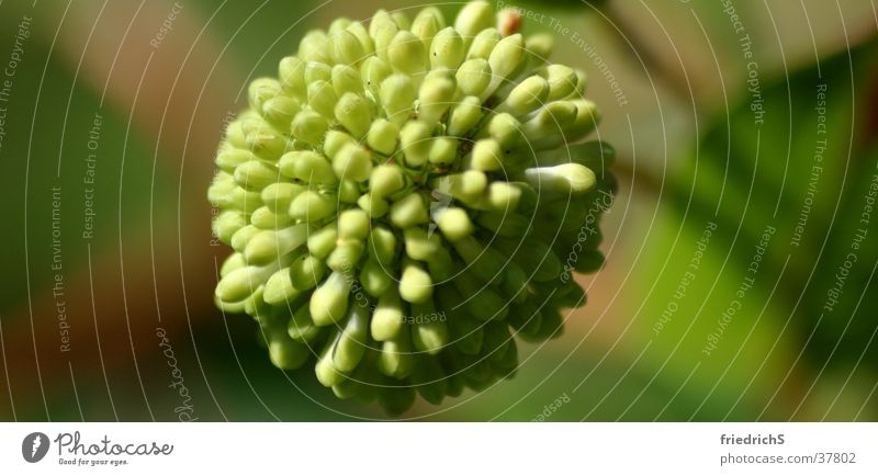 flower ball Blossom Macro (Extreme close-up) Green ball