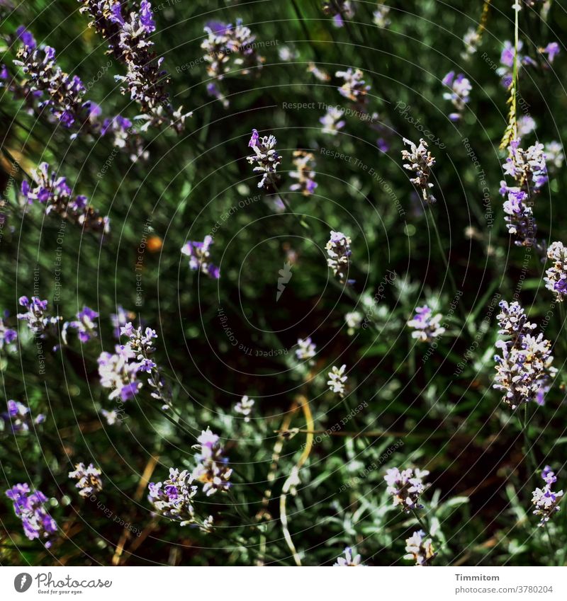 Towards the sun! Nature Plant blossoms Lavender Summer Exterior shot Garden light and dark Deserted