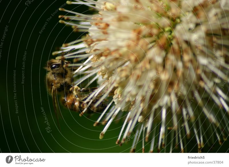 Bee on blossom Insect Stamen Blossom Thistle Macro (Extreme close-up) Nectar Close-up