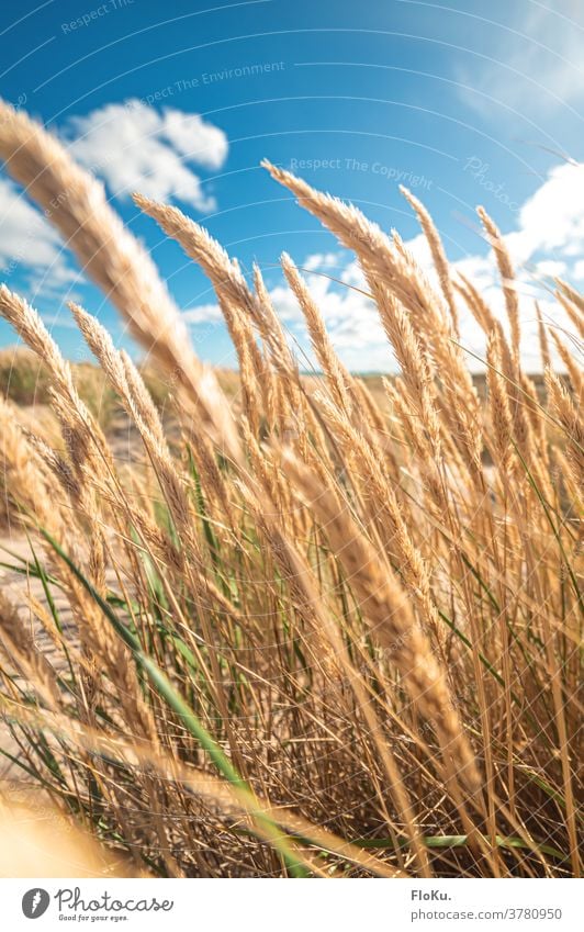 Dune grass on the North Sea beach in Denmark Beach Coast Nature Landscape North Sea coast dunes Marram grass Summer vacation Relaxation voyage Europe Ocean Sand