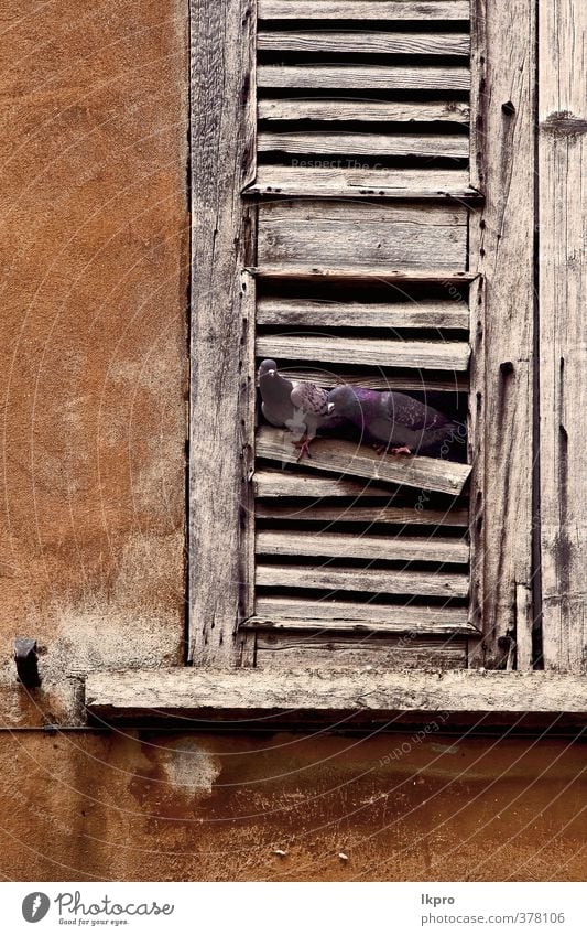 window pigeons and the city in mantova italy Town Pigeon Line Blue Brown Gray Red Black White Italy wood Grating iron brick wall column wing broken Insolvency