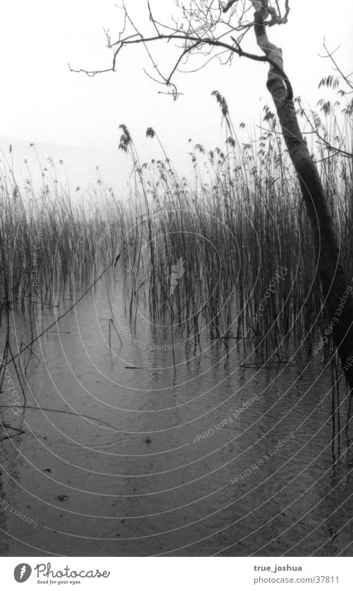 winter impressions Winter Lake Moody Water Nature Sparse