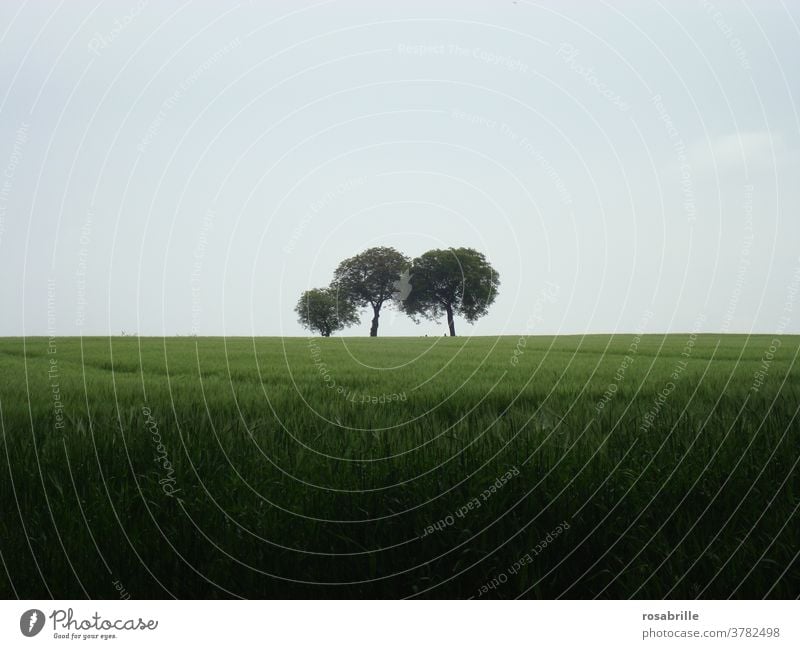 three trees in an open field on a rainy day | neighborhoods Tree Field Lonely at the same time Landscape Nature Dreary Central centred cloudy Agriculture Green