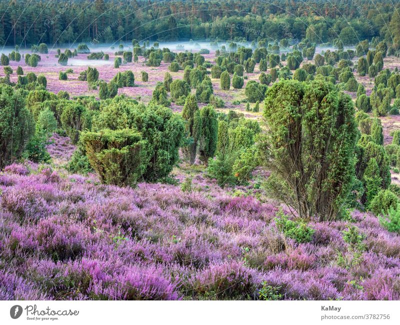 Dead ground in the Lüneburger Heide at sunrise, Lower Saxony, Germany Luneburg Heath Landscape Heathland heather Ground of the Dead heather blossom purple