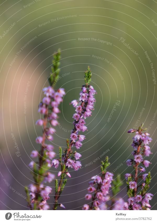 Close up of the purple flowers of heather Heathland Luneburg Heath Ericaceae plants Blossom blossom Erika heather blossom Close-up close-up Flower details