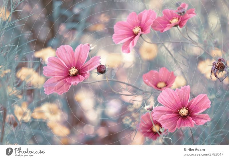 Beautiful flowers of the decorative basket (Cosmos bipinnatus) Cosmeen Blossom Flower Summer Pink Detail Nature Garden Exterior shot Deserted Blossoming