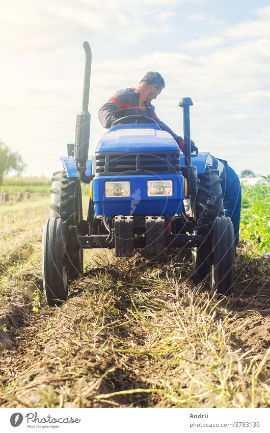 Farmer on a tractor digs out potatoes from soil. Extract root vegetables to surface. Harvesting potatoes in autumn. Farming and farmland. Agricultural work in the field. Countryside.