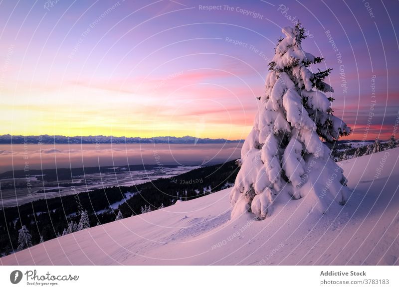 Polar lights over snowy winter forest polar light sky northern coniferous nature mountain landscape wintertime scenic tree glow season travel tourism weather