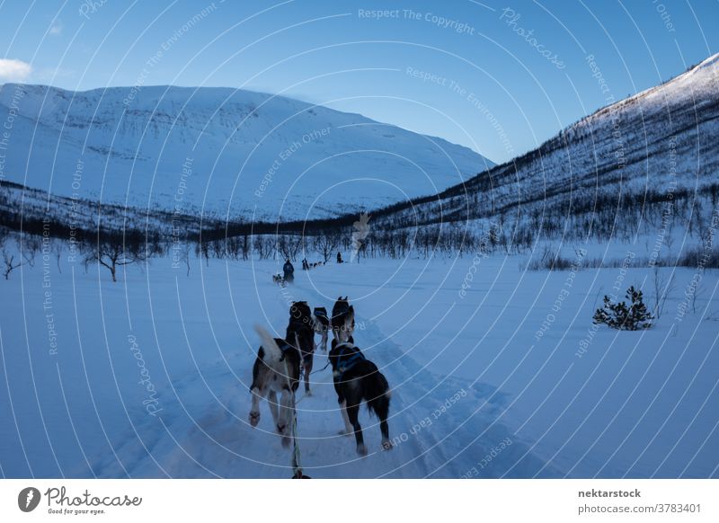 Sled Dogs Pulling Through Snowy Path sled sleigh pulling snow winter point of view pov running long shot Norway north cold natural lighting nature outdoors