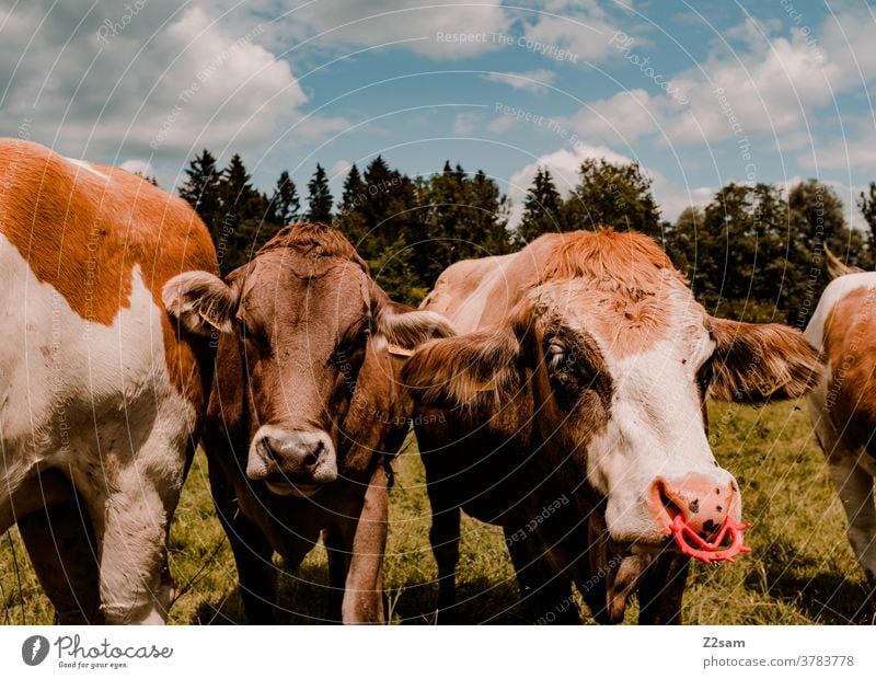 Cows in Bavaria on the pasture cows Farm animals Close-up Green Landscape Nature Forest Sky Clouds Summer Sun Nose ring Meadow Willow tree Pelt Agriculture Herd