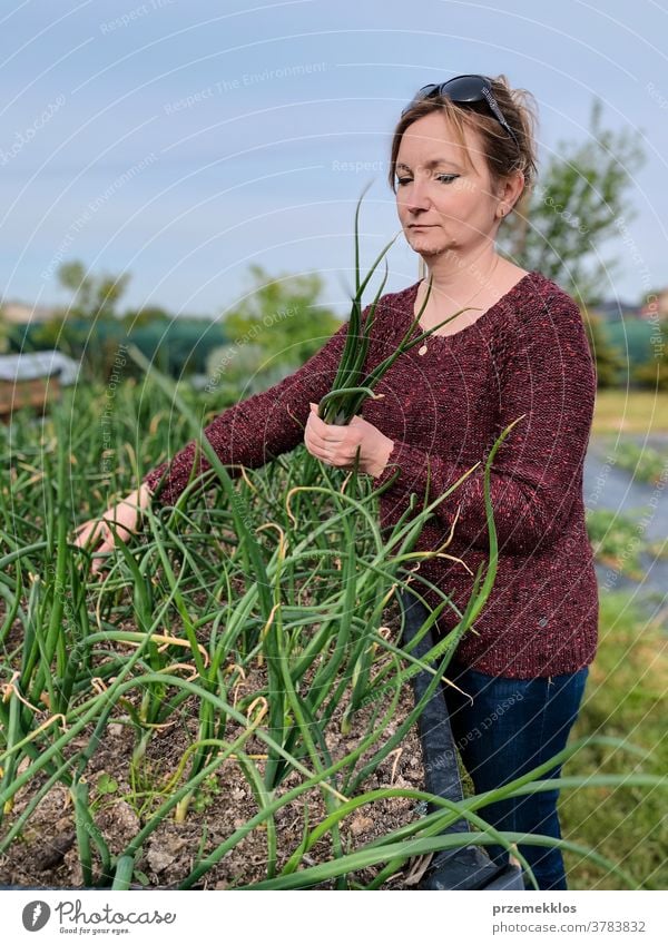 Woman picking the vegetables in a garden activity adult agricultural agriculture authentic backyard candid casual concept country crop day daylight ecology