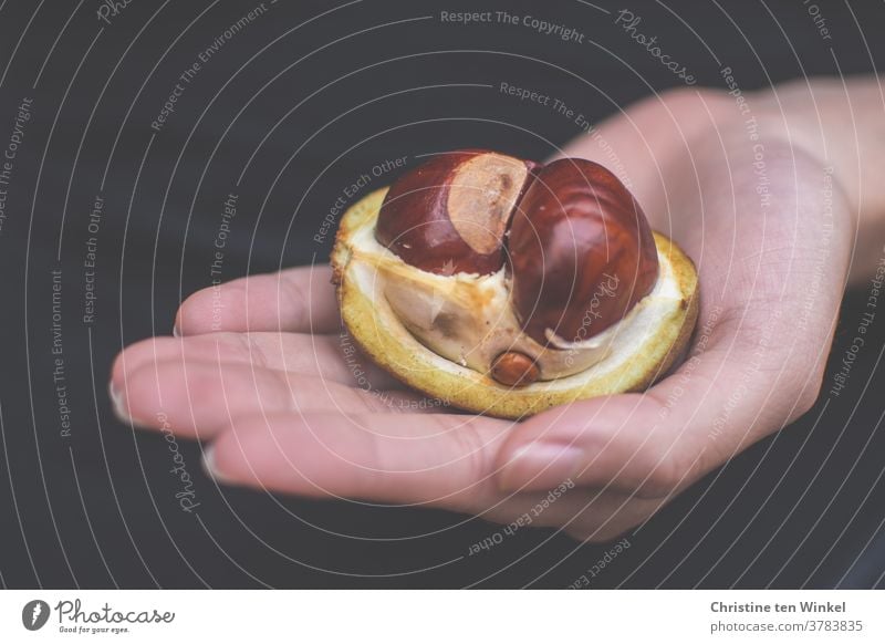 A small chestnut family in their fruit husk, held by the hand of a young woman chestnuts Family big and small stick together Attachment Hand stop Safety October