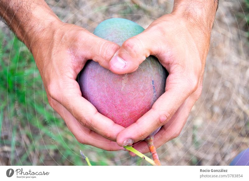 Male Hands making a heart on a mango or tropical fruit agriculturist hands orchard vegan male love friendly environment ecological eco friendly organic