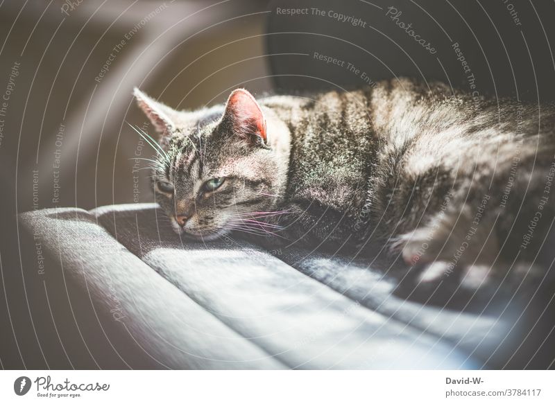 Cat lies on the chair and enjoys the warm sunrays Light Shadow Contrast Lie tranquillity Chair Pet Smooth left Sunlight Sunbeam Warmth