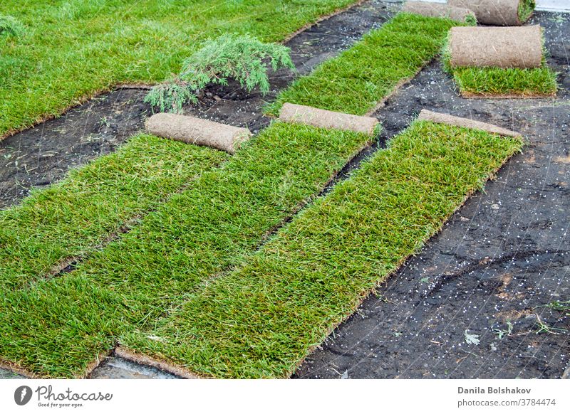 stacking of roll green lawn grass. Laying lawn grass in rolls at place of growth. covering natural grass grass field outside layer plant yard playground layed