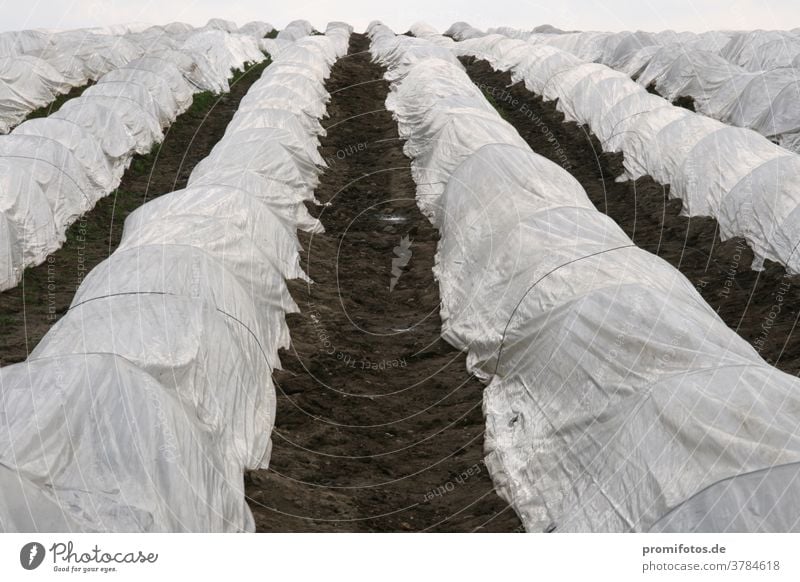 Agriculture: asparagus field in Bavaria. Photo: Alexander Hauk Asparagus Asparagus season Asparagus cultivation Vegetable Food Nutrition Vegetarian diet Field