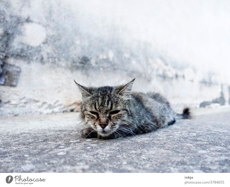 Street Cat Colour photo Close-up hangover Animal face Gray Old Sick Street cat Lie Tousled lean sad Gloomy pass away tired hunger Facade Free-living mangy Calm