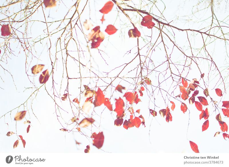 The last red leaves on the almost bare branches of a blood plum. Looking up into the bright sky. Autumnal colours coloured leaves Autumn leaves October Delicate