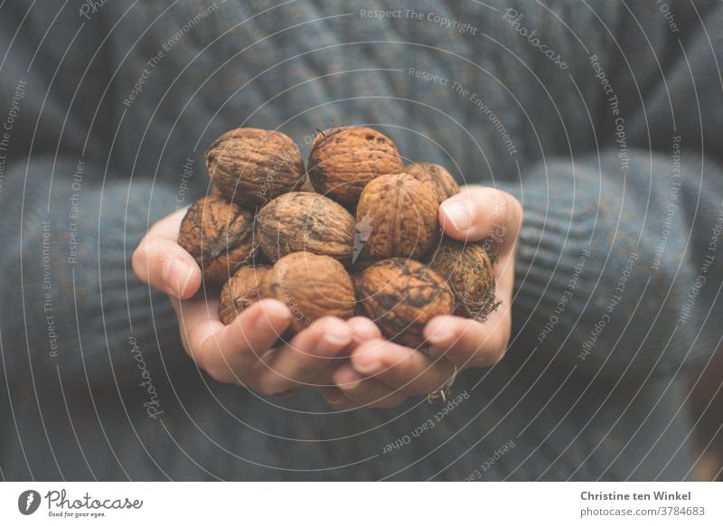 Many freshly collected walnuts in the hands of a young woman. Autumnal dark background with knitted plait sweater. Close up Walnuts fruits Fresh Mature stop