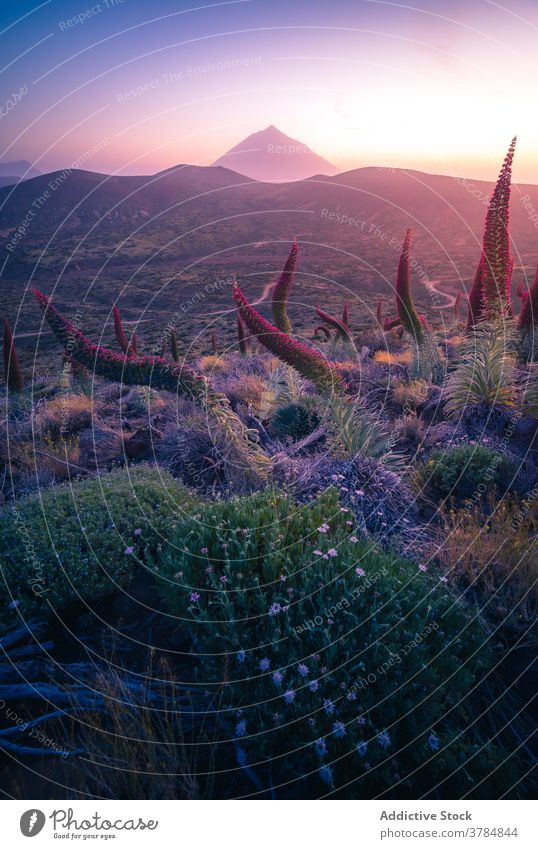 Peaceful sunrise over mountain valley in summer morning highland dawn illuminate orange vivid plant canary islands spain tenerife lush terrain picturesque