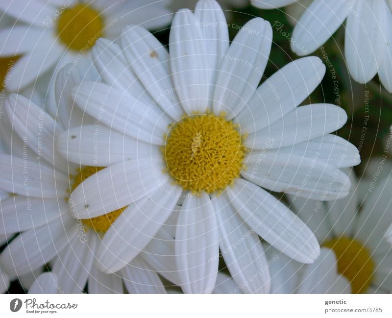 lean rocks Flower Marguerite