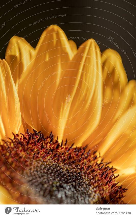 Macro shot of a sunflower Sunflower Sunflower seed Sunflowers Yellow Flower Blossom petals Pollen Pistil Plant Nature Summer Close-up Garden