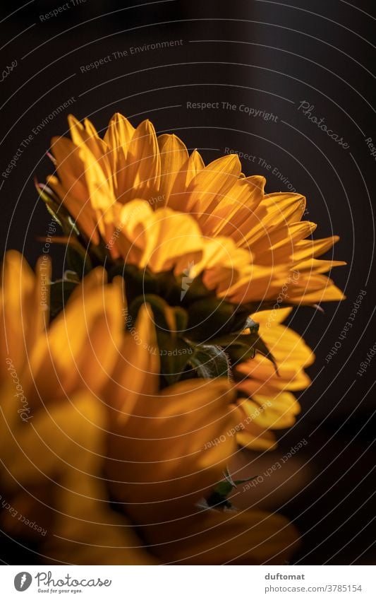 Macro shot of a sunflower Sunflower Sunflower seed Sunflowers Yellow Flower Blossom petals Pollen Pistil Plant Nature Summer Close-up Garden