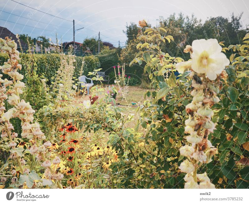 Vienna, Schmelz Garden Meadow Lanes & trails Bushes Grass Flower Tree Plant Summer Beautiful weather Landscape Nature Environment Blossoming naturally Many