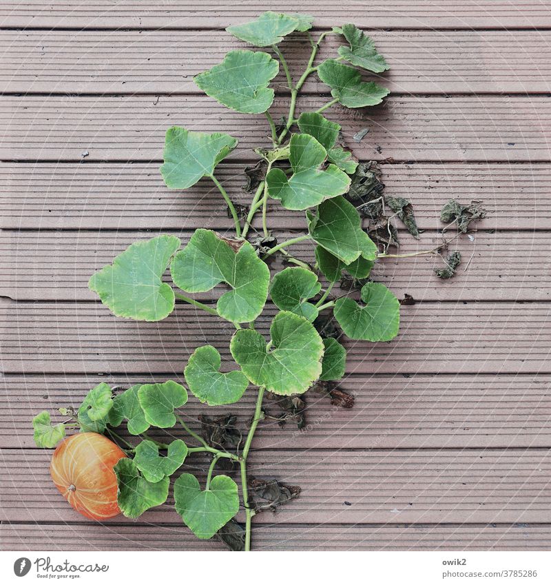 October Pumpkin Fruit leaves twigs Under floor Green Autumn Exterior shot naturally Orange Mature Healthy Decoration Vegetable Food Harvest seasonal