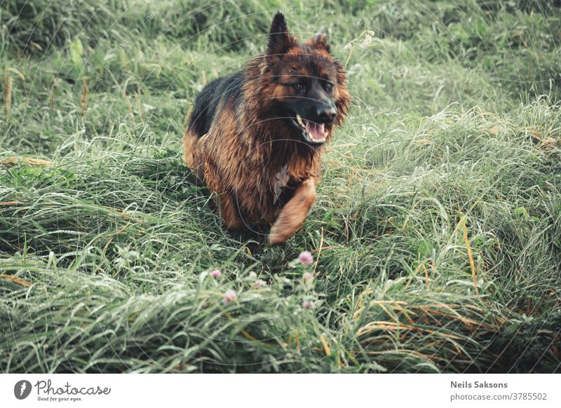 German shepherd Dog Pet Animal Colour photo Animal portrait Shepherd dog Exterior shot 1 Nature German Shepherd Dog Observe Meadow Day Watchfulness Landscape